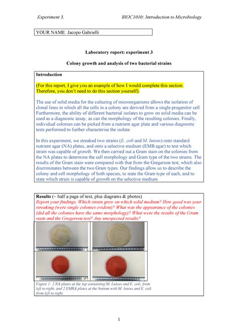 Microbiology Lab Report Template | PDF Template