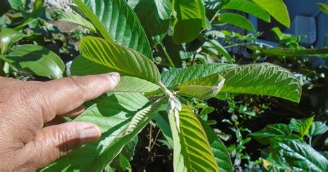 Isinay Bird: Guava Leaves as Medicine for Wounds