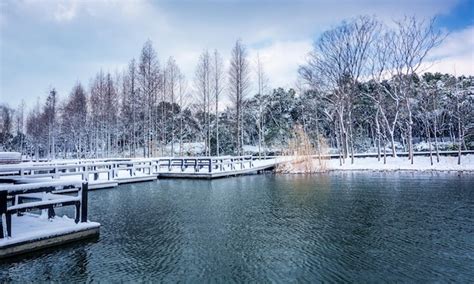 Premium Photo | Winter park snow scene