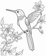 hummingbird coloring Page For Kids 27703311 Vector Art At Vecteezy sketch template