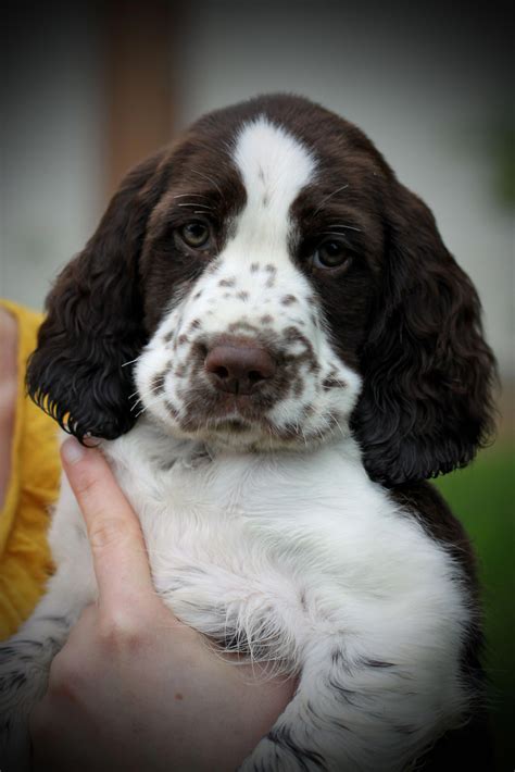 Outstanding spaniels detail is available on our internet site. Read more and you will not be ...