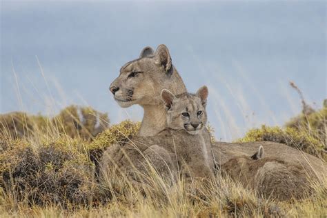 22 Incredible Photos of Wild Cats