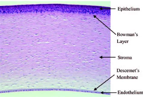 Cornea Histology