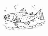 FishermanS Favorite Lake Trout Coloring  Page sketch template