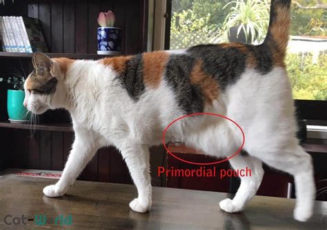 Primordial Pouch (Cat Belly Flap) in Cats | Cat-World