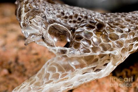 Western Diamondback Snake Skin Photograph by Gregory G. Dimijian, M.D ...