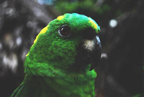 Parrots&Colors | Ary Chst | Flickr