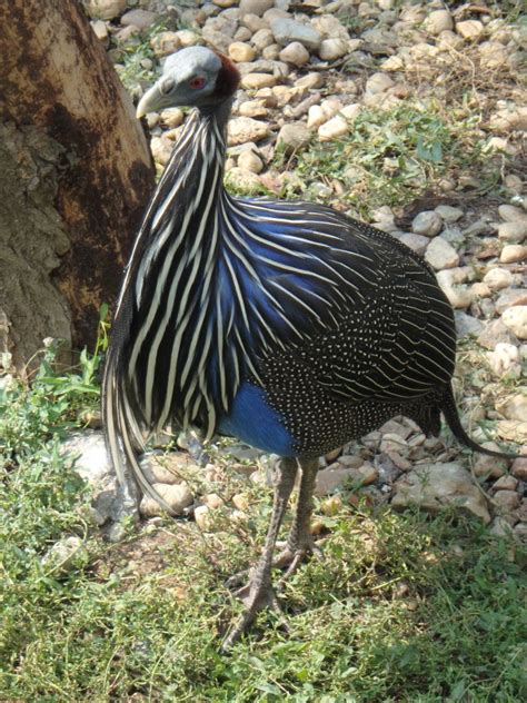 Vulturine guineafowl - ZooChat