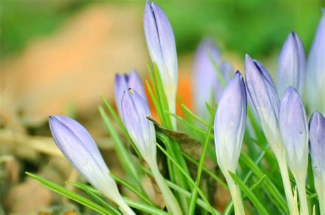 Purple Spring Flowers Free Stock Photo - Public Domain Pictures