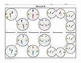 Meiosis Coloring Activity Worksheets sketch template