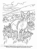 Sphynx Cat Breed Coloring Book Page sketch template