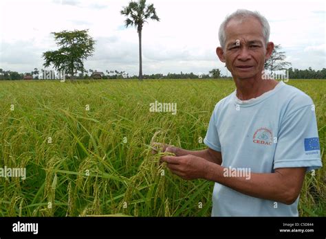 CAMBODIA Farmer in his rice field Stock Photo - Alamy