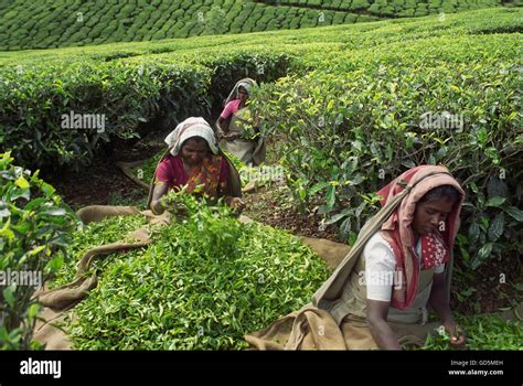 Tea plantation workers Stock Photo - Alamy