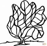 Lettuce Coloring Page  Free Printable Coloring Pages sketch template