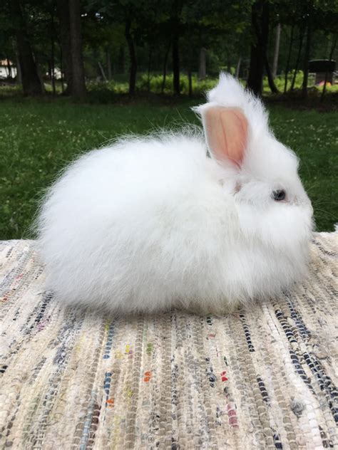 Angora rabbit Rabbits For Sale | East Stroudsburg, PA #218629