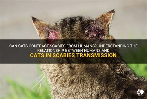 Can Cats Contract Scabies From Humans? Understanding The Relationship Between Humans And Cats In ...