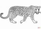 Leopard coloring Page  Free Printable Coloring Pages sketch template