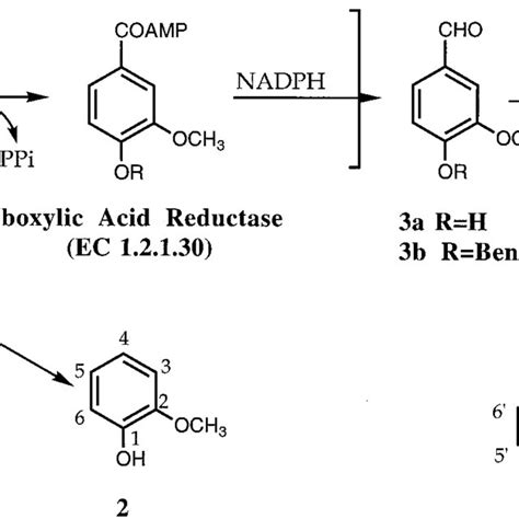 (PDF) Biocatalytic Synthesis of Vanillin