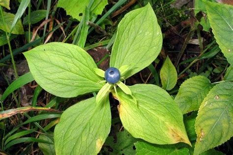 Paris quadrifolia L.