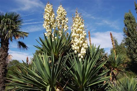 SEEDS OF KNOWLEDGE : U.S. State Flowers ~ Pinegreenwoods