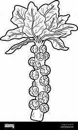 Coloring Book For Children Vegetables Brussels sprouts Stock Vector  sketch template