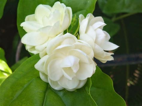 Sampaguita - The National Flower of The Philippines. #Filipinotattoos | Flowers, Fragrant ...