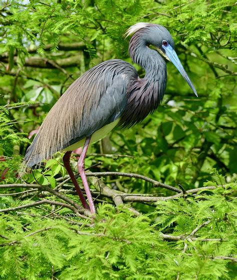 Tricolored Heron in Breeding Plumage Photograph by Richard Bryce and Family