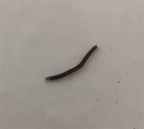 [SoCal] Drain fly larvae? : r/whatsthisbug