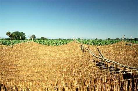 drying-tobacco-on-mexico-plantation - Nayarit Pictures - Nayarit ...