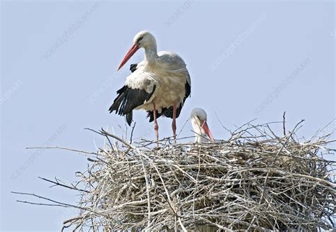 White storks nesting - Stock Image - C001/0823 - Science Photo Library