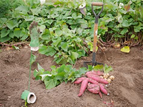 Sweet Potato Companion Plants » Tips on Their Friends