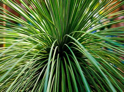 HD wallpaper: cactus plant photography, canada, burlington, royal botanical gardens | Wallpaper ...