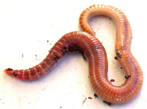 Organic Soil - Vermicomposting Worm Tea | Urban Fish Farmer