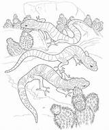 Geckos Colouring Pages Id 105380 Uncategorized Yoand 224491 Gecko  sketch template