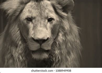 Black White Lion Portrait Stock Photo 1088949908 | Shutterstock