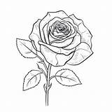 Coloring Rose Drawing Illustration Outline Sketch Vector  sketch template