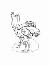 Ostrich coloring page sketch template
