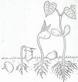 Coloring Page Seeds And Seedlings Pages sketch template