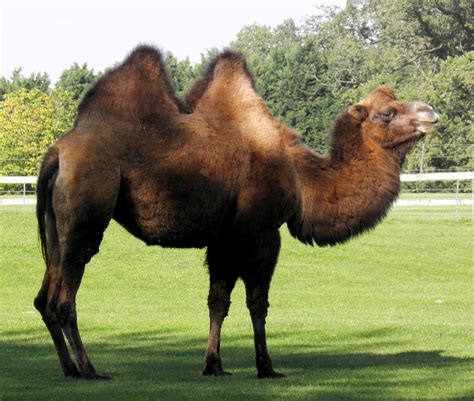 Bactrian Camel - Diet, Pictures, Facts, Habitat, Behavior, Life Cycles ...