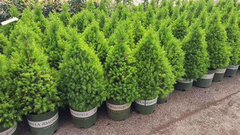 POTTED TREES AND SHRUBS - Tree Nursery UK