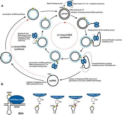 Frontiers | The Different Faces of Rolling-Circle Replication and Its Multifunctional Initiator ...