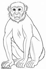 Baboon Baby coloring Page sketch template