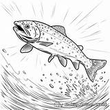 Trout Coloring Pages  Free & Printable sketch template