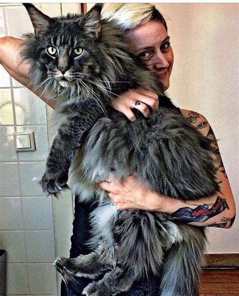 Giantpets Maine Coon Male Cat | Hot Sex Picture