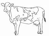 Cow Tail Coloring Page Pages sketch template
