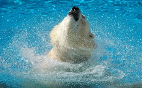 HD Polar Bear Splash Wallpaper