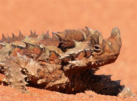 THORNY DRAGON photos - wallpapers (ανανεωμένο) | the fun bank