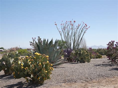 Exploring Common Desert Plants of the Chihuahuan Desert | LasCruces.com