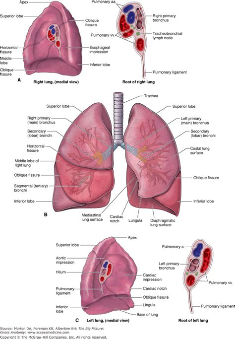 Gross Anatomy Of The Lungs - Anatomy Reading Source