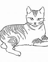 Cat Coloring  69 фото sketch template